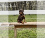 Small #11 Breeder Profile image
