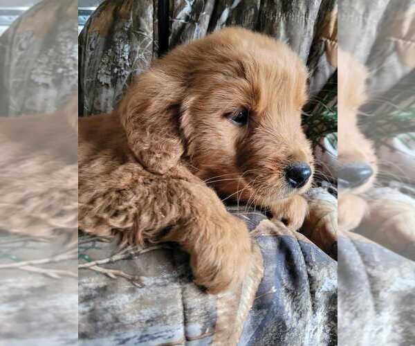 Medium Photo #1  Breeder Profile in Winnipeg, Manitoba, Canada
