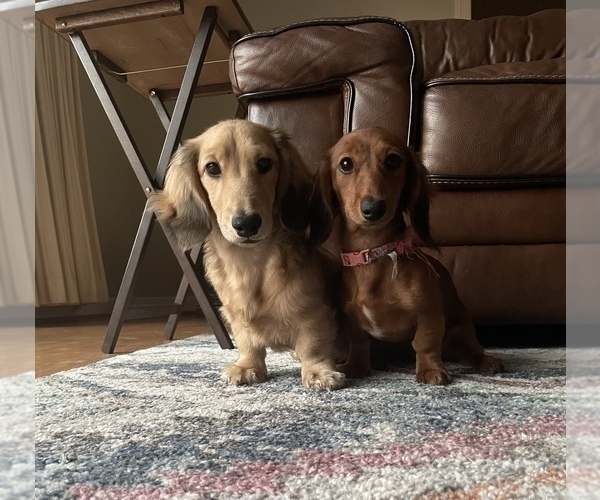 Medium Photo #13  Breeder Profile in LANEXA, VA, USA