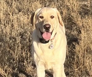 Golden Labrador Dog Breeder near ABERDEEN, ID, USA