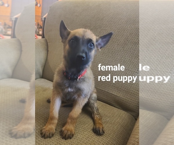 Medium Photo #7  Breeder Profile in PAHRUMP, NV, USA