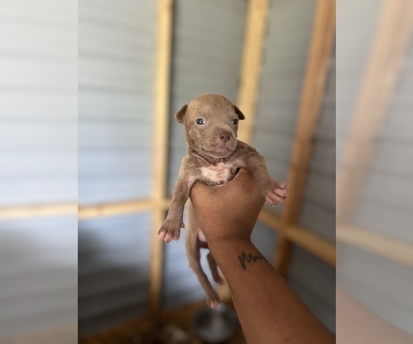 Medium Photo #8  Breeder Profile in AUGUSTA, GA, USA