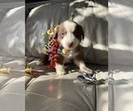 Small #36 Breeder Profile image