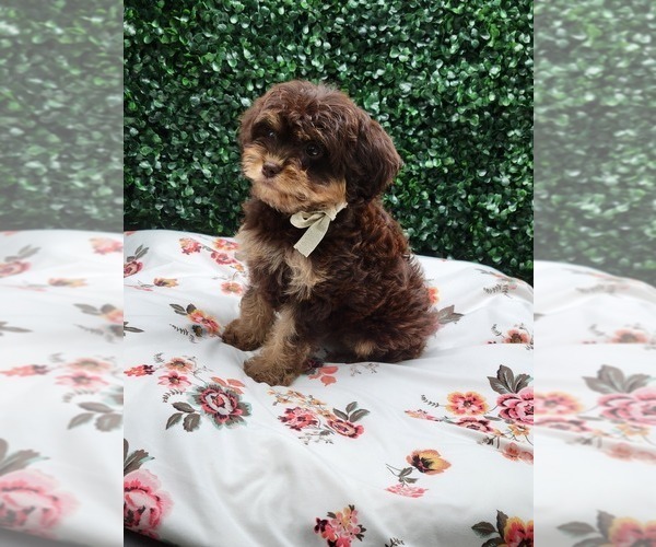 Medium Photo #2  Breeder Profile in LOOGOOTEE, IN, USA