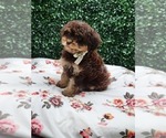 Small #1 Breeder Profile image