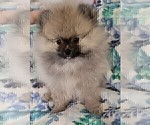 Small #9 Breeder Profile image