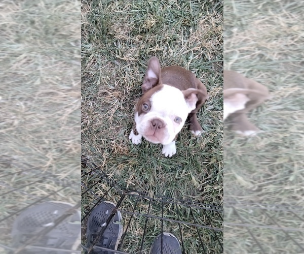 Medium Photo #1  Breeder Profile in RIALTO, CA, USA