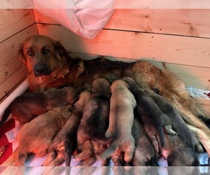 German Shepherd Dog-Mastiff Mix Dog Breeder near VERNDALE, MN, USA