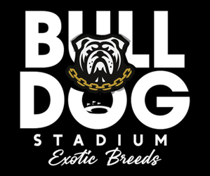 English Bulldog Dog Breeder near ANN ARBOR, MI, USA