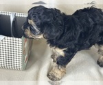 Small #30 Breeder Profile image