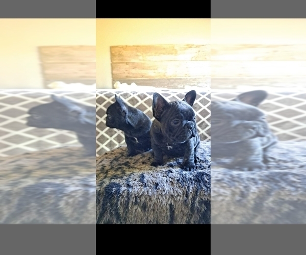 Medium Photo #1  Breeder Profile in GREEN ISLAND, NY, USA