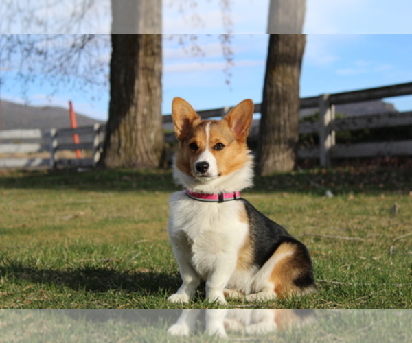 Medium Photo #1  Breeder Profile in PRINEVILLE, OR, USA