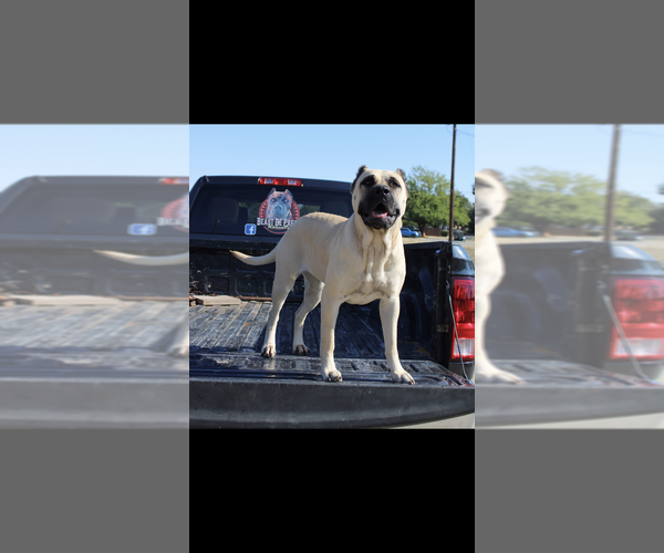 Medium Photo #2  Breeder Profile in OAKLEY, CA, USA