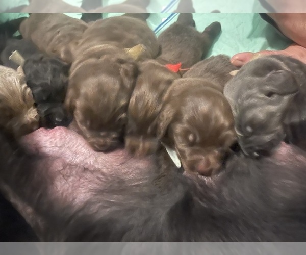 Medium Photo #2  Breeder Profile in MARTINSBURG, WV, USA