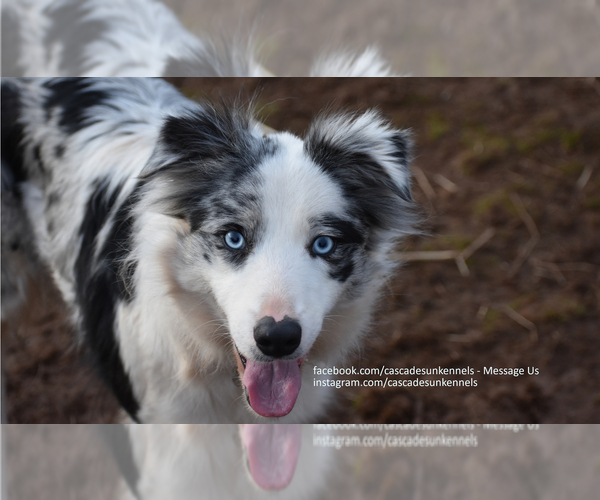 Medium Photo #1  Breeder Profile in MOSIER, OR, USA
