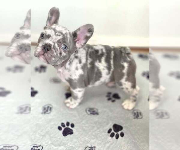 Medium Photo #4  Breeder Profile in BOSTON, KY, USA