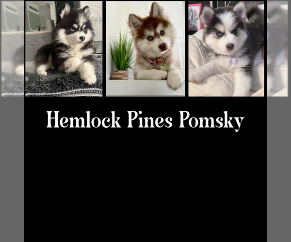 Medium Photo #21  Breeder Profile in VENUS, PA, USA
