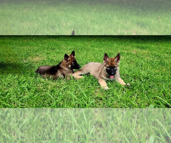 Medium Photo #31  Breeder Profile in HUMBOLDT, TN, USA
