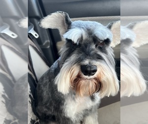 Schnauzer (Miniature) Dog Breeder near MOUNTAIN RANCH, CA, USA