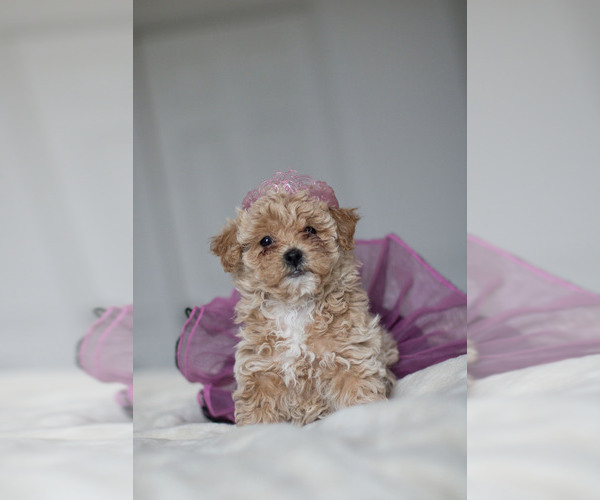 Medium Photo #10  Breeder Profile in DENVER, PA, USA