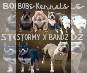 American Bully Dog Breeder near LUBBOCK, TX, USA