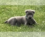 Small breeder photo