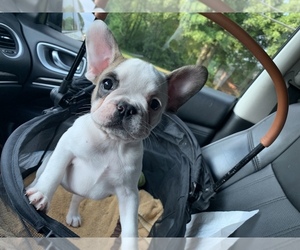 Main photo of French Bulldog Dog Breeder near CUMMING, GA, USA