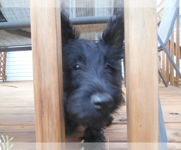 Medium Photo #2  Breeder Profile in COOKEVILLE, TN, USA
