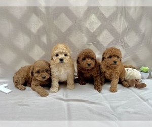 Poodle (Toy) Dog Breeder near CONROE, TX, USA