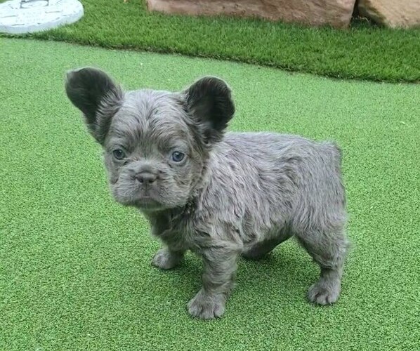 Medium Photo #6  Breeder Profile in LAS VEGAS, NV, USA