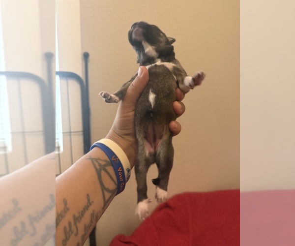 Medium Photo #41  Breeder Profile in LULING, TX, USA