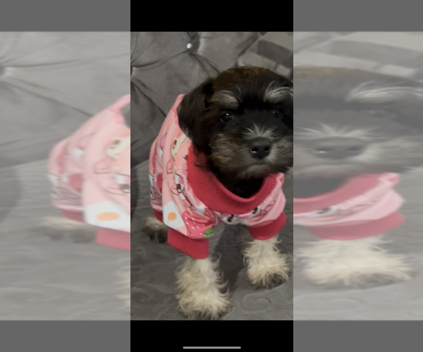 Medium Photo #8  Breeder Profile in PORT ORANGE, FL, USA