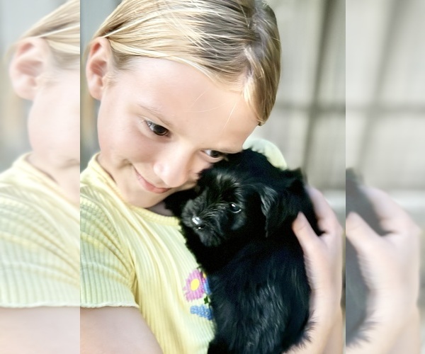 Medium Photo #9  Breeder Profile in PORT ORANGE, FL, USA