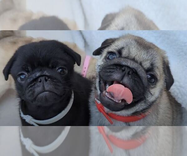 Medium Photo #4  Breeder Profile in GREENVILLE, SC, USA