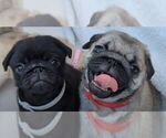 Small #3 Breeder Profile image