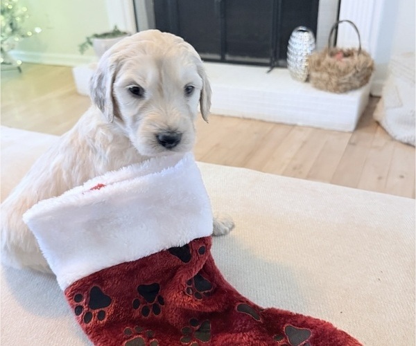 Medium Photo #5  Breeder Profile in FAYETTEVILLE, GA, USA