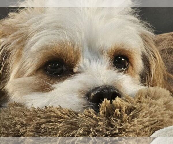 Medium Photo #1  Breeder Profile in FAIR GROVE, MO, USA
