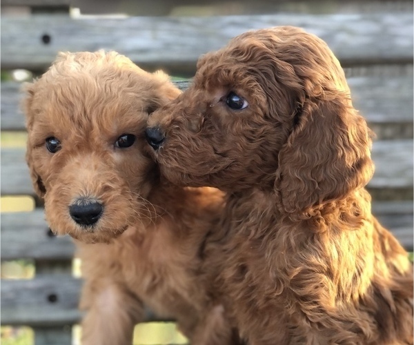 Medium Photo #2  Breeder Profile in MURRAYVILLE, GA, USA