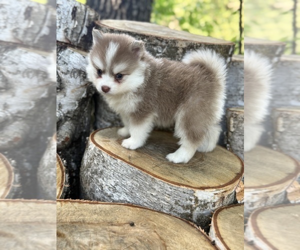 Medium Photo #49  Breeder Profile in STAPLES, MN, USA