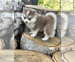 Small #48 Breeder Profile image