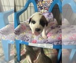 Small #2 Breeder Profile image