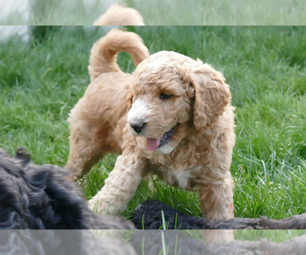 Medium Photo #21  Breeder Profile in ROY, UT, USA
