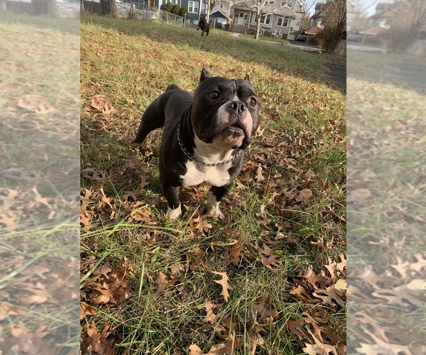 Medium Photo #48  Breeder Profile in ORANGE, NJ, USA