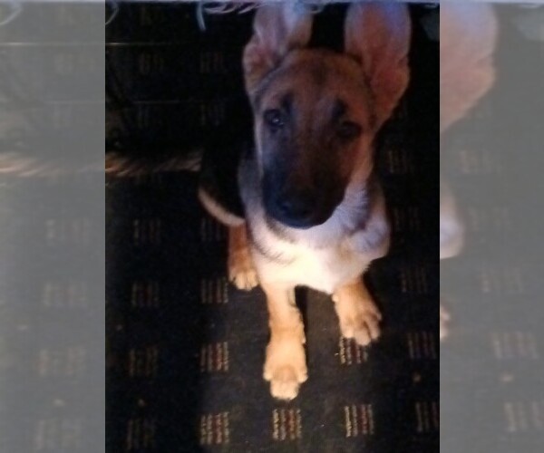 Medium Photo #1  Breeder Profile in ROCHESTER, NY, USA