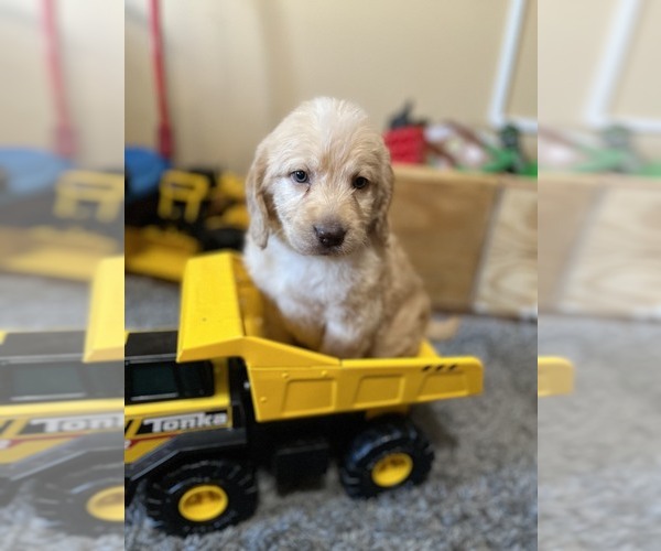 Medium Photo #1  Breeder Profile in OLIN, NC, USA