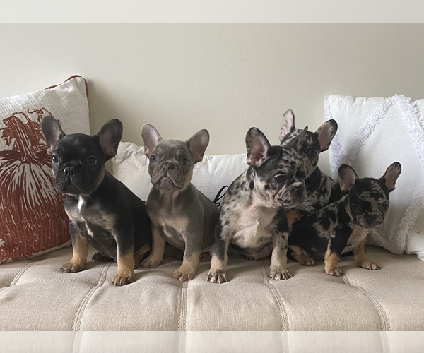 Medium Photo #1  Breeder Profile in CLARKSVILLE, TN, USA