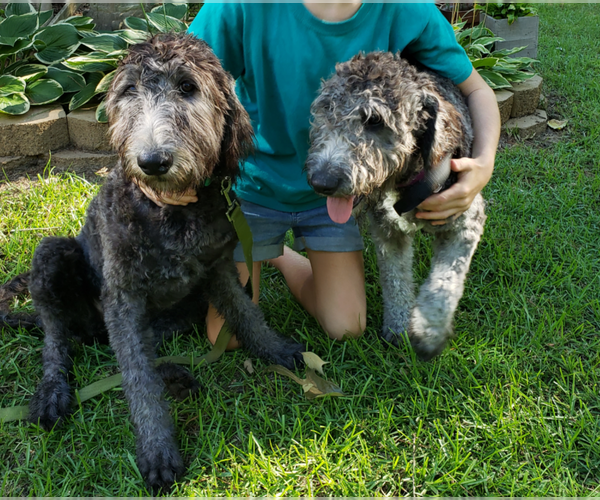 Medium Photo #1  Breeder Profile in DISPUTANTA, VA, USA