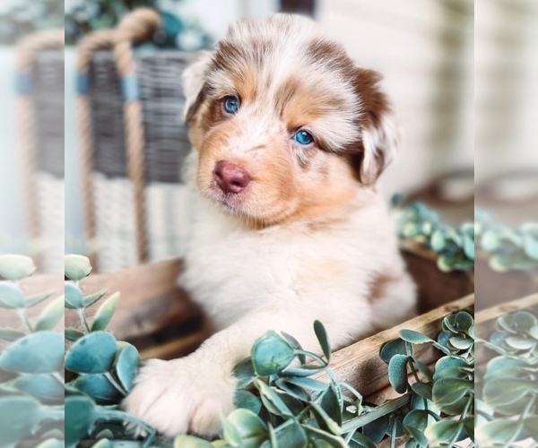Medium Photo #1  Breeder Profile in ATHENS, TN, USA