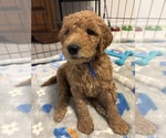 Small #20 Breeder Profile image