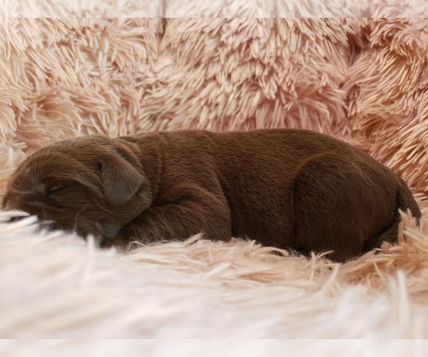 Medium Photo #1  Breeder Profile in ROBBINSVILLE, NC, USA